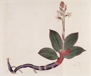 Illustratie van Ludisia discolor (als syn. Goodyera discolor)